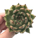 Echeveria Agavoides ‘Golden Bear’ 1”-2” Rare Succulent Plant