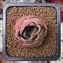 Echeveria 'Nocturnal' 1" Succulent Plant