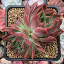 Echeveria Agavoides 'Angela Star' 2"-3" Succulent Plant
