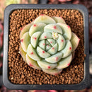 Echeveria 'Blue Swallow' 1" Succulent Plant