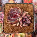 Echeveria 'Violet Cheese' 2" Cluster Succulent Plant
