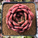 Echeveria 'Sharman' 2"-3" Succulent Plant