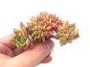 Echeveria Agavoides ‘Gilva’ Crested Cluster 3" Rare Succulent Plant
