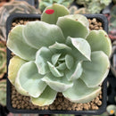 Echeveria 'Pastel' Variegated 2" Succulent Plant
