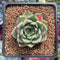 Echeveria 'Primavera' 1"-2" Succulent Plant