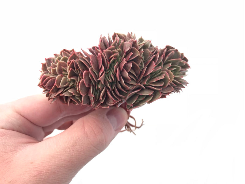 Echeveria Carnicolor Crested 3” Rare Succulent Plant