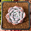 Echeveria 'Ivory' 2" Powdery Succulent Plant