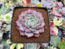 Echeveria 'Pink Spot' 2" Succulent Plant