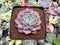Echeveria 'Pink Spot' 2" Succulent Plant