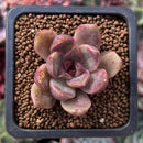Echeveria 'Black Queen' Hybrid 1" Succulent Plant