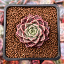 Echeveria 'Ziplet' 1"-2" New Hybrid Succulent Plant