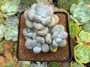 Pachyphytum 'Oviferum' sp. 3" Cluster Succulent Plant