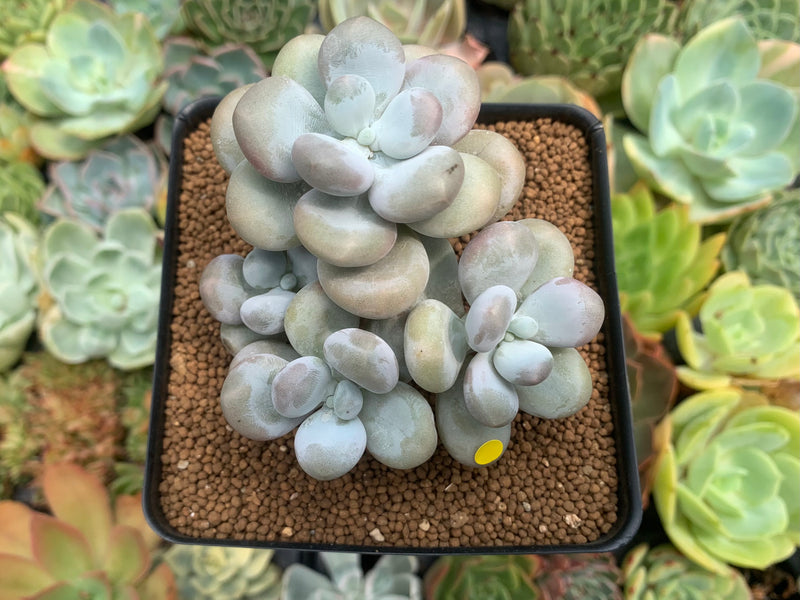 Pachyphytum 'Oviferum' sp. 3