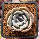 Echeveria 'Tiramisu' 2" Succulent Plant