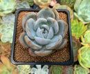 Echeveria 'Japanese Seongyoung' 2" Succulent Plant