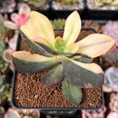 Echeveria 'Hanaikada' Variegated 3" Succulent Plant