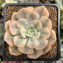Echeveria Runyonii Variegated (Aka Echeveria 'Akaihosi' Variegated) 2" Succulent Plant