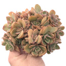 Echeveria ‘Silk Veil’ Crested Cluster 6” Rare Succulent Plant
