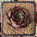 Echeveria Agavoides 'Polliseukai' 2" Succulent Plant