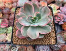 Echeveria 'Pink Harin' Variegated 3"-4" Succulent Plant