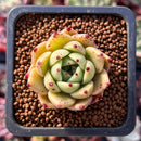 Echeveria Agavoides 'Super Beauty' 1" Succulent Plant
