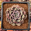 Echeveria 'Cyndy' 2" New Hybrid Succulent Plant