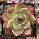 Echeveria 'Monroe Chanel' 3" Succulent Plant