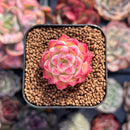 Echeveria sp. 1" Small Succulent Plant
