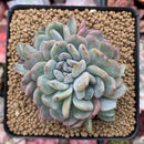 Echeveria 'Starmark' Crested 3"-4" Succulent Plant