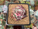 Echeveria 'Casio' Variegated 2" Succulent Plant