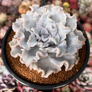 Echeveria 'Crispate Beauty' 4"-5" *No Roots* Extra Large Succulent Plant