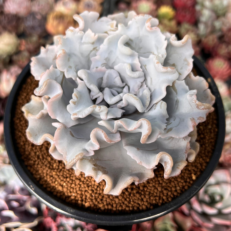 crispate beauty succulent Echeveria 'Crispate Beauty' 4"-5" *No Roots* Extra Large Succulent Pla –  True Succulents Plant Co