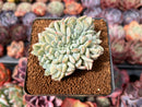 Echeveria 'Monroe' Crested 3" Succulent Plant
