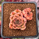 Echeveria Agavoides sp. 1" Succulent Plant