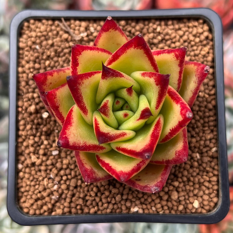 Echeveria Agavoides 'Lipstick' 1