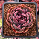 Echeveria 'Black Queen' Round-Leaf 2" Succulent Plant