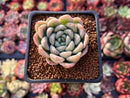 Echeveria 'Elsa' 2" Powdery Succulent Plant