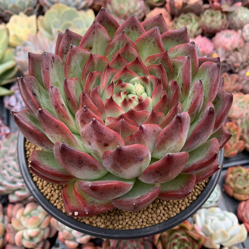 fire succulents Echeveria Agavoides 'Fire Pillar' Extremely Large 7"-8" Succulent Plan – True Succulents Plant Co