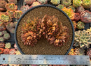 Echeveria Agavoides 'Elkhorn' 5"-6" Succulent Plant