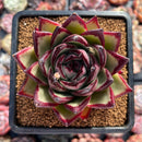 Echeveria Agavoides 'Jelly Cassiopeia' 4" Succulent Plant