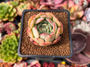Echeveria 'Black Panther' 1" Succulent Plant