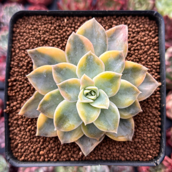 Graptoveria 'Harry Watson' Variegated 2