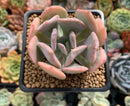 Echeveria 'Pink Exotic' 2" Succulent Plant
