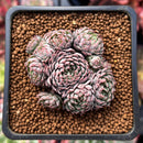 Echeveria 'Jandiro' 1" Cluster New Hybrid Succulent Plant