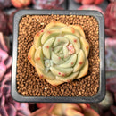Echeveria sp. 1" Succulent Plant