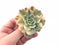 Echeveria Bluette Variegated 3” Rare Succulent Plant