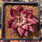 Echeveria Agavoides 'Fire Eagle' 2" Succulent Plant