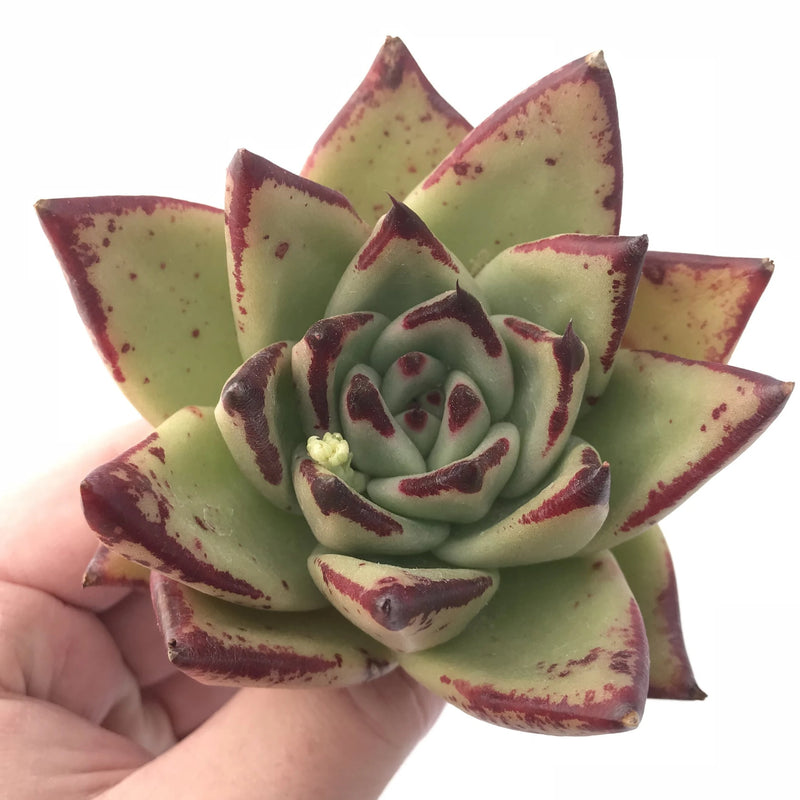 Echeveria Agavoides Ebony Hybrid 4” Rare Succulent Plant