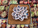 Echeveria 'Rippling Waters' 2"-3" New Hybrid Succulent Plant