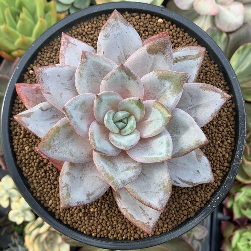 succulent deutsch Echeveria 'German Champaign' 4" Succulent Plant – True Succulents Plant Co